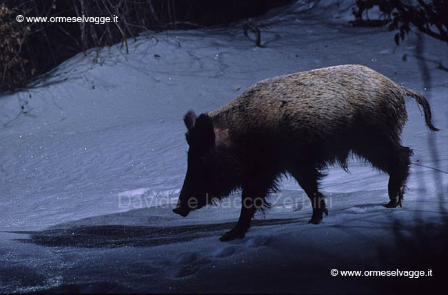 Cinghiale 2-2-11